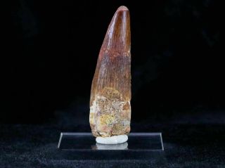 Xl 3.  2 In Spinosaurus Tooth 100 Million Yrs Ago Cretaceous Dinosaur & Stand