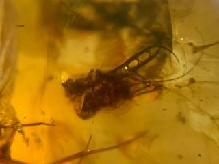 Psychopsidae Lacewing Larva&fly Burmite Myanmar Amber Insect Fossil Dinosaur Age