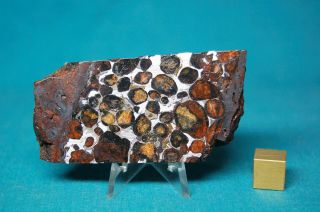 Sericho Pallasite meteorite 70.  6 grams 2
