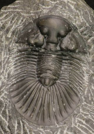 20061 - Top Quality 1.  74 Inch Platyscutellum Sp Lower Devonian Trilobite