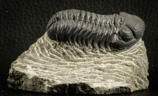 07150 - Top Detailed 2.  20 Inch Austerops sp Lower Devonian Trilobite 5