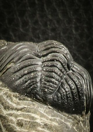 07150 - Top Detailed 2.  20 Inch Austerops sp Lower Devonian Trilobite 6
