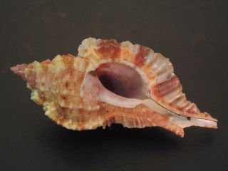 Amazing/deep H2o.  Naquetia Barclayi Annandalei 66mm Seashell