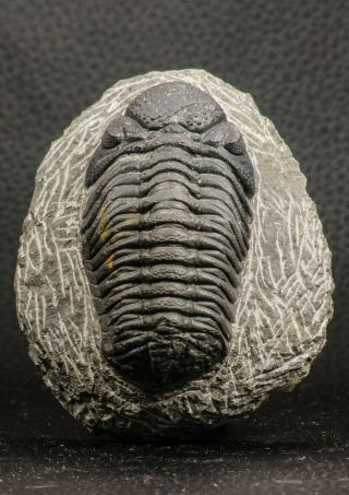 07753 - Top Qality 2.  57 Inch Austerops Sp Lower Devonian Trilobite