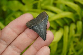 Rare Florida Fossil Great White Shark Tooth