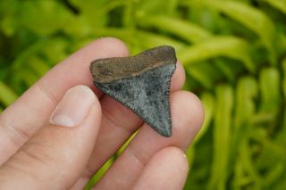 Rare Florida Fossil Great White Shark Tooth 2