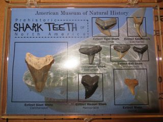 Fossil Shark Teeth (8) : Great White,  American Natural History Museum Display