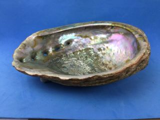 Extra Large Mother Of Pearl Red Abalalone Shell 9” Dresser Caddy