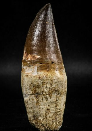 06215 - Top Huge Rooted 3.  28 Inch Mosasaur (prognathodon Anceps) Tooth