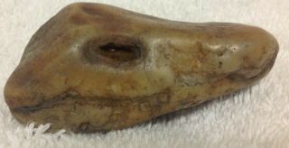 Prehistoric Petrified Snake Or Lizard Head Fossil Rock Not A Carving