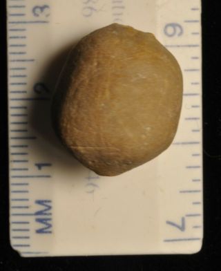Fossil Crinoid - Hypocrinus Schneideri 1 From Timor