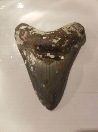 4.  67 Inch Prehistoric Megalodon Sharks Tooth Fossil