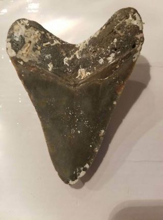 4.  67 Inch Prehistoric Megalodon Sharks Tooth Fossil 2