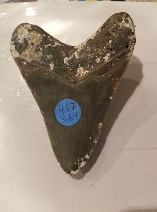 4.  67 Inch Prehistoric Megalodon Sharks Tooth Fossil 3
