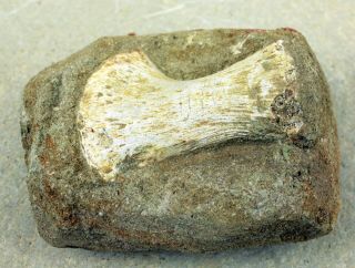 Mosasaur Paddle Bone In Matrix 1929 From Morocco • 2.  75 Inches