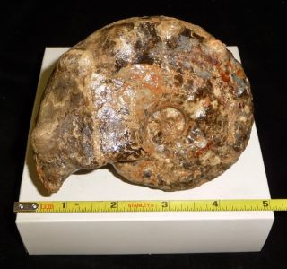 Dino: Xl Surriceras Ammonite Fossil 1 Lb.  4.  1oz.  Cretaceous Period