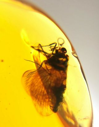 Unique Sisyridae Spongillafly Burmite Myanmar Amber Insect Fossil Dinosaur Age