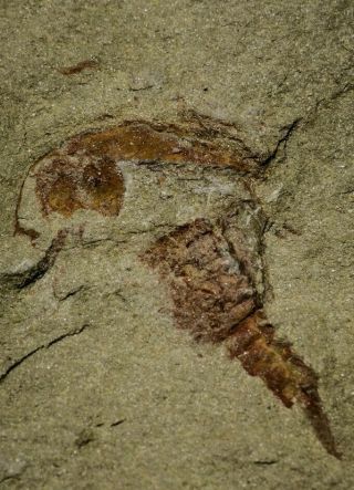 21152 - Top Rare Soft Bodied Xiphosurid (horseshoe Crab Ancestor) Lower Ordovician
