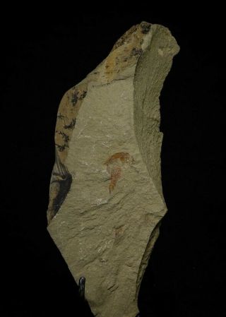 21152 - Top Rare Soft Bodied Xiphosurid (Horseshoe Crab Ancestor) Lower Ordovician 3