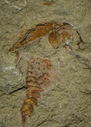 21152 - Top Rare Soft Bodied Xiphosurid (Horseshoe Crab Ancestor) Lower Ordovician 4
