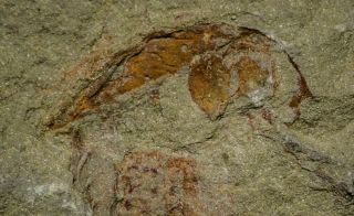 21152 - Top Rare Soft Bodied Xiphosurid (Horseshoe Crab Ancestor) Lower Ordovician 5