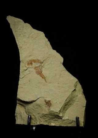 21152 - Top Rare Soft Bodied Xiphosurid (Horseshoe Crab Ancestor) Lower Ordovician 7