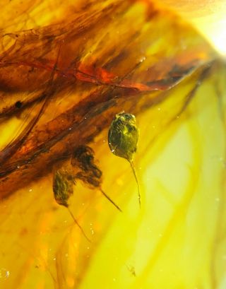 3 Germinating Seeds Burmite Myanmar Burmese Amber Insect Fossil Dinosaur Age
