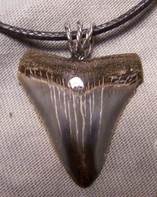 1 5/16 " Megalodon Shark Tooth Teeth Wireless Pendant Fossil Necklace Jaw Scuba