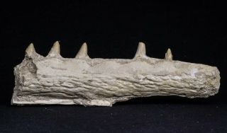 20485 - Top Rare 6.  42 Inch Maroccosuchus Zennaroi Right Mandibular Fragment
