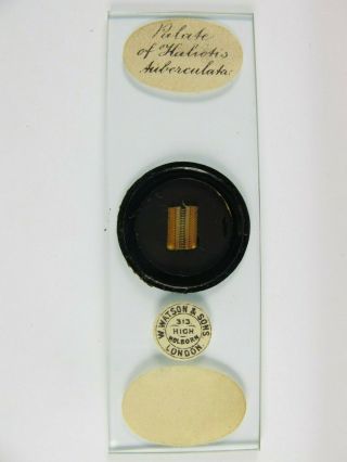 Antique Microscope Slide By W.  Watson.  Palate Of Haliotis Tuberculata.