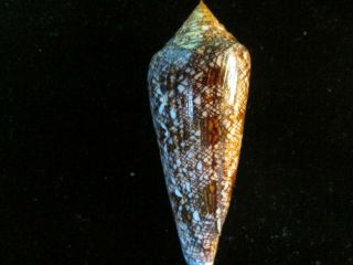 Conus Gloriamaris 73 Mm Blue Form Absolutely Small But Gorgeous