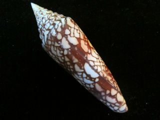 Conus Milneedwardsi 132 Mm W/o Stunning Pattern,  Pinks And Browns,  Really Sweet.