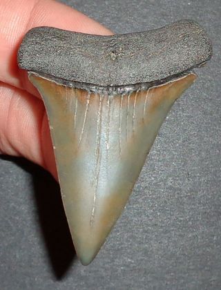 Large 2.  129 " Mako Shark Tooth Fossil From South Carolina Shark Tooth Guide