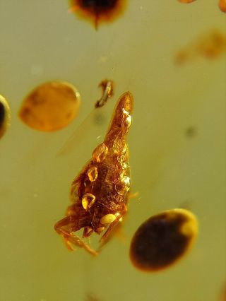 Rare Fulgoridae Homoptera.  Burmite Natural Myanmar Insect Amber Fossil