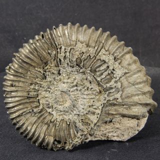 2.  9in (7.  3cm) 102g Pyritized Ammonite Peltoceras Jurassic Oxfordian Fossil Russia