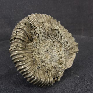 2.  9in (7.  3cm) 102g pyritized Ammonite Peltoceras Jurassic Oxfordian fossil Russia 2
