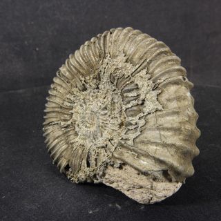 2.  9in (7.  3cm) 102g pyritized Ammonite Peltoceras Jurassic Oxfordian fossil Russia 3