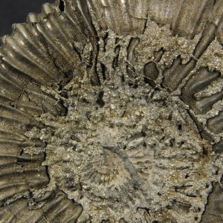 2.  9in (7.  3cm) 102g pyritized Ammonite Peltoceras Jurassic Oxfordian fossil Russia 5