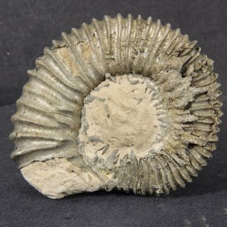 2.  9in (7.  3cm) 102g pyritized Ammonite Peltoceras Jurassic Oxfordian fossil Russia 6