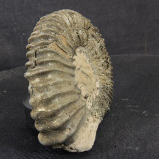 2.  9in (7.  3cm) 102g pyritized Ammonite Peltoceras Jurassic Oxfordian fossil Russia 7