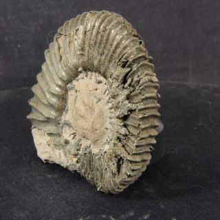 2.  9in (7.  3cm) 102g pyritized Ammonite Peltoceras Jurassic Oxfordian fossil Russia 8