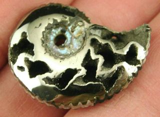 A Small Polished 100 Natural Pyrite Ammonite Fossil From Russia 8.  72 E