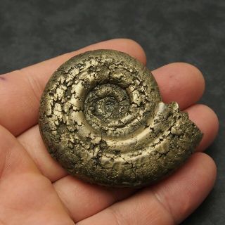 64mm Hildoceras Ammonite Pyrite Mineral Fossil Fossilien Ammoniten France