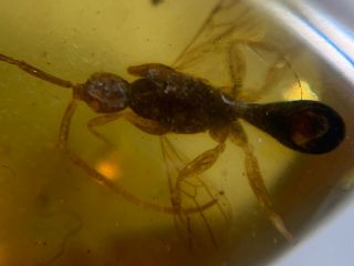 Rare Unique Wasp Hornet Burmite Myanmar Burmese Amber Insect Fossil Dinosaur Age