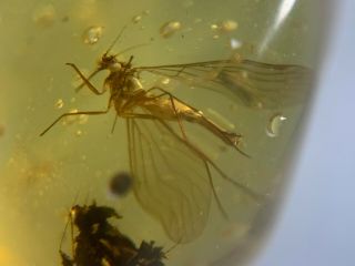 Scorpion Fly&mosquito Burmite Myanmar Amber Insect Fossil Dinosaur Age