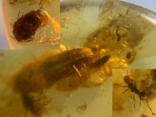 3 Unique Beetles&wasp Burmite Myanmar Burmese Amber Insect Fossil Dinosaur Age
