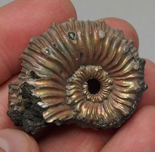 43mm Kosmoceras Spinosum Ammonite Pyrite Fossils Ryazan Pyritized Russia