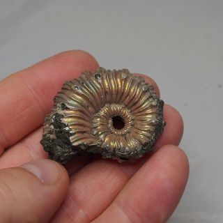 43mm Kosmoceras spinosum Ammonite Pyrite Fossils Ryazan pyritized Russia 2