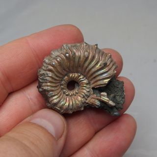 43mm Kosmoceras spinosum Ammonite Pyrite Fossils Ryazan pyritized Russia 3