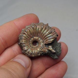 43mm Kosmoceras spinosum Ammonite Pyrite Fossils Ryazan pyritized Russia 4